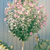 A Live Pink Rose Of Sharon Potted Plant, 6-13 Inches Tall Outdoor Shrub
