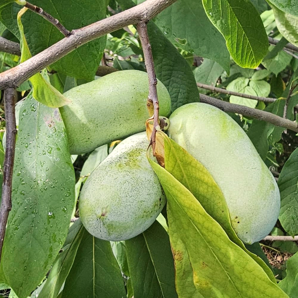 2 Live Pawpaw Fruit Tree Seedlings, Cold Hardy, 6-12 Inches Tall, Potted