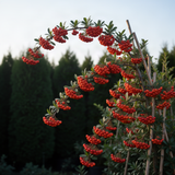 Live Yaupon Holly Shrub Plant For Planting, Well-Rooted, 4-6 Inches Tall
