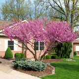 Quart Pot Eastern Redbud Tree, 6-12 Inch Tall Ornamental Live Sapling Plant
