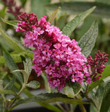 2 Live Pink Butterfly Bush Plants, Perennial Flower Shrubs, 4-7 In Tall