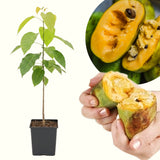 Cold Hardy Paw Paw Tree Live Plant, Quart Pot, 1 Year Old, 6-12 Inches