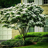 2 Kousa Dogwood Live Plants, White Flowers, 12-24 Inch Tall, Quart Pots