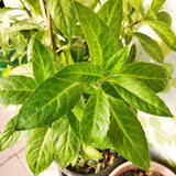 2 Live Longevity Spinach Plants, 4-8 Inch Vegetable Plants, Outdoor Garden