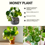 Live Pilea Money Plant, 5-7 Inch Indoor Houseplant, Easy-Care Perennial
