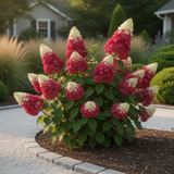 Compact Garden Hydrangea Live Shrub, Ruby Slipper, Plant In 4 Inch Pot
