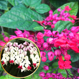 3 Live Mixed Bleeding Heart Plants, Ornamental Vines, 5-10 Inches Tall