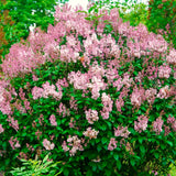 Purple Kim Lilac Live Shrub, 1 Year Old, 6-12 Inches Tall In Quart Pot