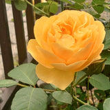 Live Yellow Rose Plant, Well Rooted, Fragrant Blooms, 5 To 9 Inches Tall