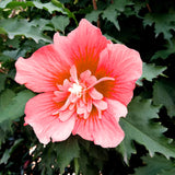 2 Live Red Rose Of Sharon Shrubs, 1-2 Ft Tall, Flowering Garden Plants