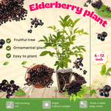 2 Live Black Elderberry Bushes, 6-12 Inch Tall Perennial American Plants