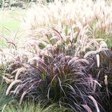 2 Live Red Purple Fountain Grass Plants, 5-9 Inch Tall Ornamental Grass