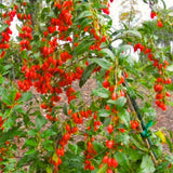 4 Live Goji Berry Plants, 3-6 Inch Sweet Fruit Bushes For Indoor Outdoor