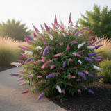 2 Live Buddleia Butterfly Bush Plants, Assorted Colors, 4-8 Inches Tall
