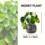 Live Pilea Money Plant, 5-7 Inch Indoor Houseplant, Easy-Care Perennial