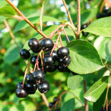 Live Black Aronia Chokeberry Shrub, 8-14 Inches Tall, Quart Container Plant