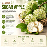 Live Sugar Apple Tree In 4 Inch Pot, Tropical Fruit Garden Starter Plant