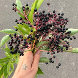 Live Black Elderberry Shrub In Quart Pot, Sweet Fruit-Bearing Garden Plant