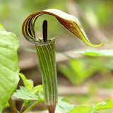 5 Live Jack In The Pulpit Bulbs, Indoor Outdoor Woodland Garden Planting