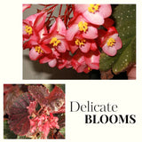 2 Live Pink Spot Begonia Maculata Plants, Angel Wing, 5-9 Inches Tall Set