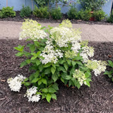 White Silver Dollar Hydrangea Shrub, Live Plant In 4-Inch Pot For Planting