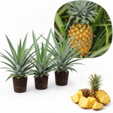 3 Live Pineapple Plants, Gold Tropical Fruit, 5-8 Inches Tall, Home Garden
