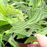 2 Live Christia Obcordata Plants, Patterned Triangular Leaves, 4-8 In Tall