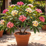 3 Plumeria Cuttings, Mixed Frangipani Varieties, Approximately 5-8 Inch