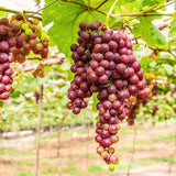 Live Muscadine Grape Vine For Home Gardens, Red Fruit, 5-8 Inches Tall