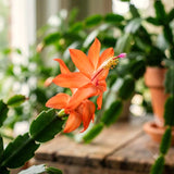 Orange Christmas Cactus Live Plant, 4-7 Inches, Indoor Home Decoration