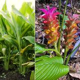 3 Live Turmeric Plants, Culinary Ginger Curcuma, 5-9 Inch Tall For Growing