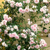 Live Pink Climbing Rose Plant, 5-9 Inch Starter For Landscape Garden Areas