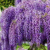 2 Live Trees, Wisteria Plants 1-2 Ft Tall With A Climbing Vine Growth Form