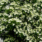 Live Kousa Dogwood Ornamental Tree, 8-10 Inches Tall, Quart Potted Plant