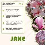 Live Jane Magnolia Ornamental Tree, 6-12 Inch Starter Plant For Gardens