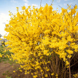 2 Live Forsythia Shrubs, Golden Yellow Blooms, 6-12 Inch Tall Bareroots