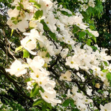 Live White Dogwood Flowering Tree, Well-Rooted Plant In 2.5-Inch Container