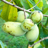 2 Live Pawpaw Fruit Tree Seedlings, Cold Hardy, 6-12 Inches Tall, Potted