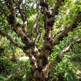 Live Black Jaboticaba Fruit Tree Plant, 1 Ft Tall For Patio And Orchard