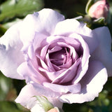 Live Purple Rose Bush, 5-10 Inch Heirloom Starter Plant For Garden Planting