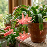 Salmon Christmas Cactus Live Plant, 4-7 Inches, Indoor Home Decor Display