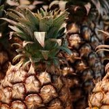2 Sugarloaf Pineapple Live Plants, 4-6 Inch, Tropical, No Pot, Fast-Growing