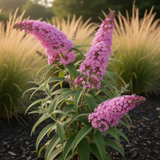 2 Live Pink Butterfly Bush Plants, Perennial Flower Shrubs, 4-7 In Tall