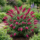 Buddleia Shrub, Raspberry Blooms, Compact 4-7 Inch Perennial Garden Plant