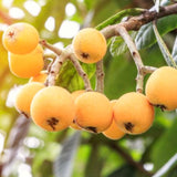 Live Loquat Fruit Tree, 5-9 Inches Tall In 4-Inch Pot, Garden Planting