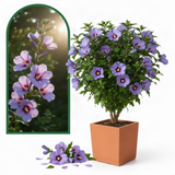 Live Purple Rose Of Sharon Shrub, 6-13 Inch Tall, Summer Garden Blooms