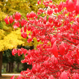 10 Live Dwarf Burning Bush Plants, Landscape Shrubs For Yard Landscape Use