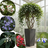 2 Mixed Clerodendrum Live Plants, 4-8 Inches, Tropical Indoor Outdoor Vine