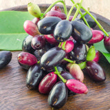 Live Jamun Fruit Tree Plant, Black Jambu, 1 Gallon Pot, 14-18 Inches Tall