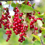 Live Red Chokecherry Berry Fruit Tree Plant, 8-14 Inches Tall, 2.5-Inch Pot